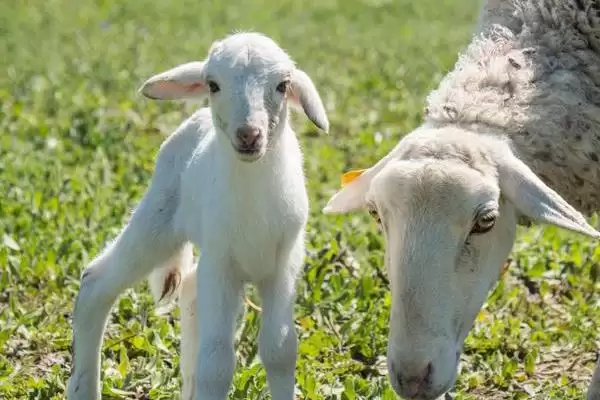 养羊的基本知识(养羊基本知识涵盖哪些方面)?插图9 养羊的基本知识(养羊基本知识涵盖哪些方面)?插图9