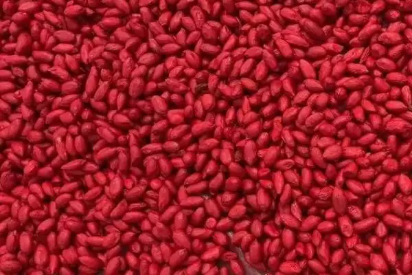 玉米拌种的作用(玉米拌种能起到什么作用)?插图3 玉米拌种的作用(玉米拌种能起到什么作用)?插图3