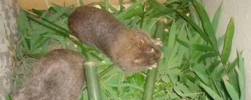竹鼠发病症状，发烧时体温会上升、伴有流泪现象？-会东网