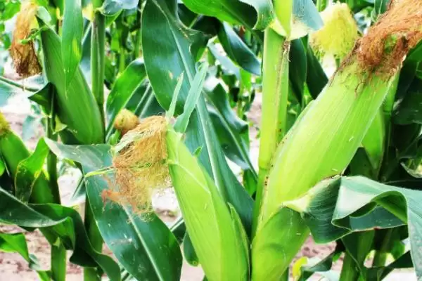 翔宇771玉米种子特点及播种时间要点？插图3