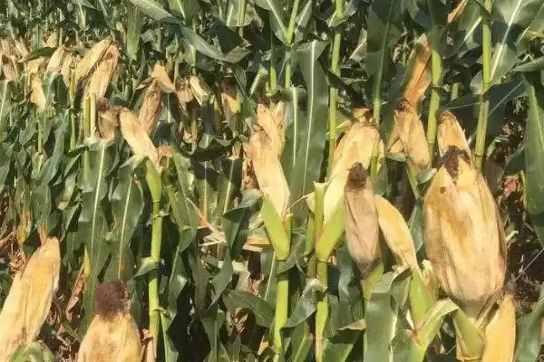 郑甜66玉米品种有啥特性(郑甜66玉米品种5月下旬至6月中旬播种)?插图3 郑甜66玉米品种有啥特性(郑甜66玉米品种5月下旬至6月中旬播种)?插图3