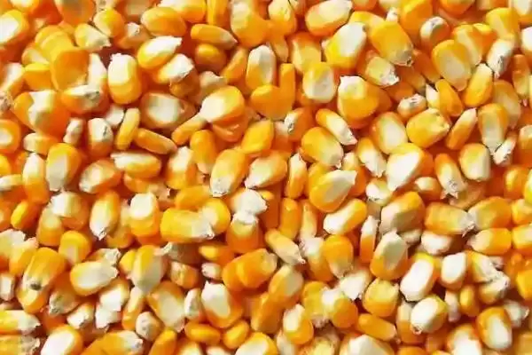 怎么鉴别玉米种子的伪劣(鉴别玉米种子伪劣的方法有哪些)？插图4