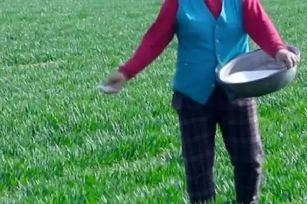 小麦后期喷微肥增产增重:锌肥等微肥要点?插图10 小麦后期喷微肥增产增重:锌肥等微肥要点?插图10