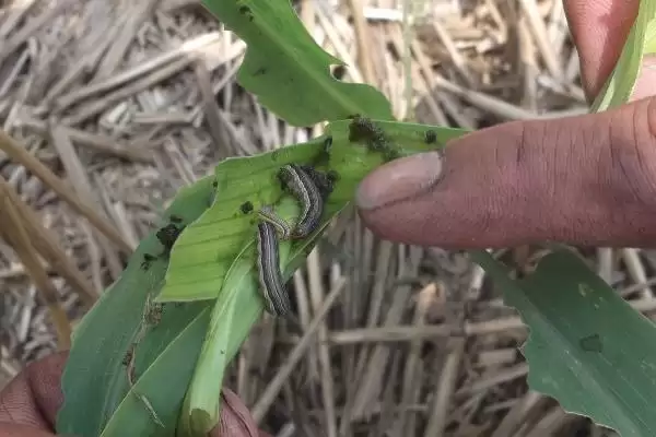 玉米粘虫的危害(玉米粘虫会造成哪些危害)?插图6 玉米粘虫的危害(玉米粘虫会造成哪些危害)?插图6