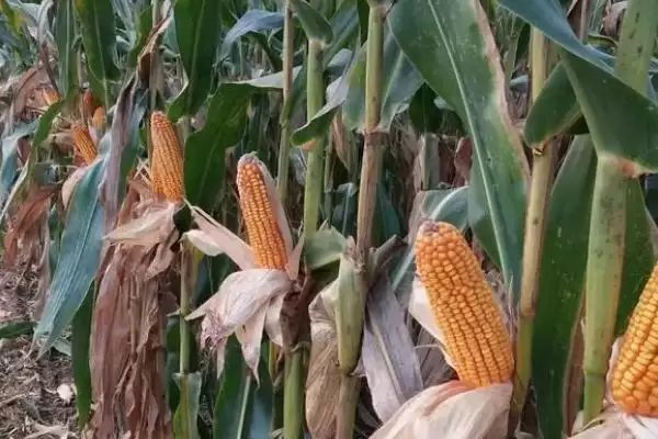 湘黔玉8201玉米种子特点及防治纹枯病和玉米螟要点？插图1