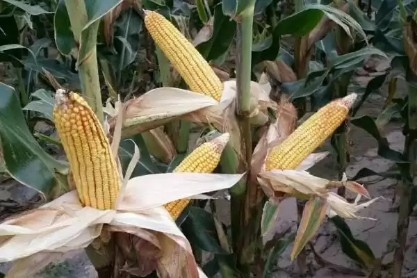 营宇127玉米品种的特性(营宇127玉米品种特性如何)？插图2