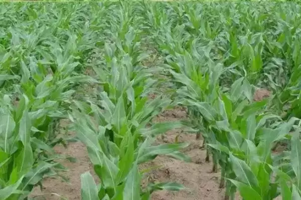 中玉335玉米种啥情况(中玉335玉米种适时早播种)？插图1