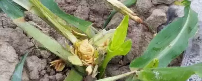 玉米烂心病如何防治(玉米烂心病的防治方法有哪些)?-会东网