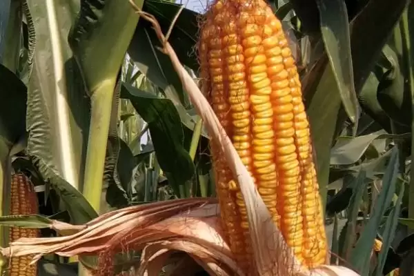 正达1719玉米种子有啥特点(正达1719玉米种子注意防治丝黑穗病)？插图1