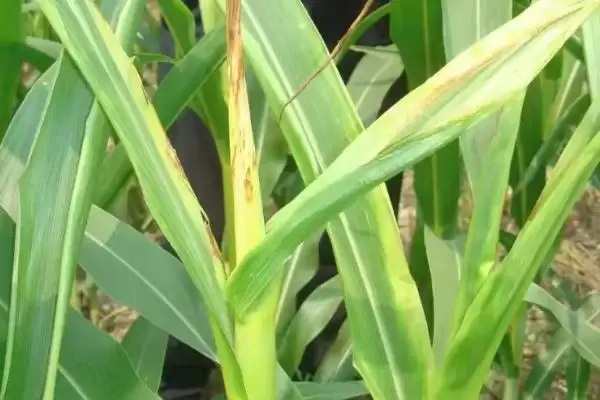 玉米烂心病如何防治(玉米烂心病的防治方法有哪些)?插图2 玉米烂心病如何防治(玉米烂心病的防治方法有哪些)?插图2