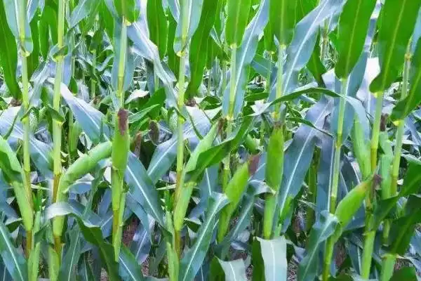 云海2101玉米品种的特性(云海2101玉米品种特性有哪些)?插图3 云海2101玉米品种的特性(云海2101玉米品种特性有哪些)?插图3