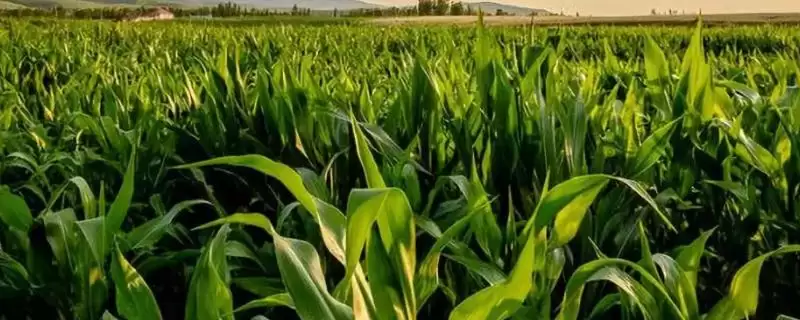 中江玉6号玉米品种啥情况(中江玉6号玉米品种粗蛋白9.40%适期播种)？-会东网
