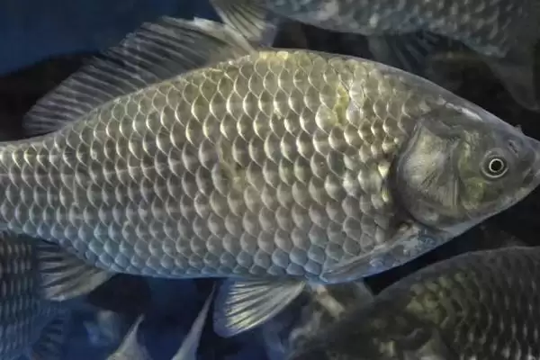 养殖鲫鱼的注意事项(养殖鲫鱼要注意什么)?插图1 养殖鲫鱼的注意事项(养殖鲫鱼要注意什么)?插图1