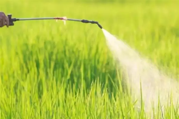 小麦后期喷微肥增产增重:锌肥等微肥要点?插图12 小麦后期喷微肥增产增重:锌肥等微肥要点?插图12