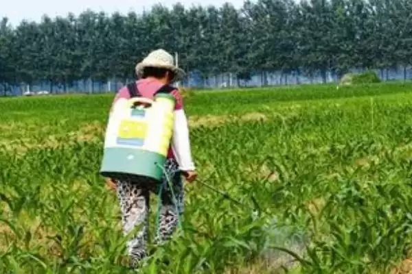 玉米除草剂一般什么时候打(玉米除草剂最佳使用时间是什么时候)?插图3 玉米除草剂一般什么时候打(玉米除草剂最佳使用时间是什么时候)?插图3