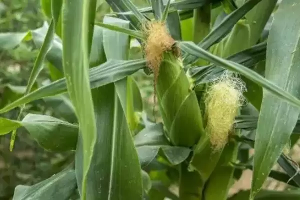 泽尔沣99玉米种子特点(泽尔沣99玉米种子有何特点)?插图2 泽尔沣99玉米种子特点(泽尔沣99玉米种子有何特点)?插图2