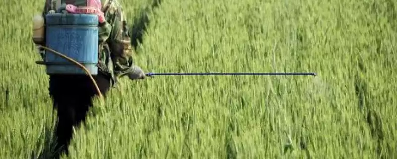 小麦后期喷微肥增产增重:锌肥等微肥要点?-会东网