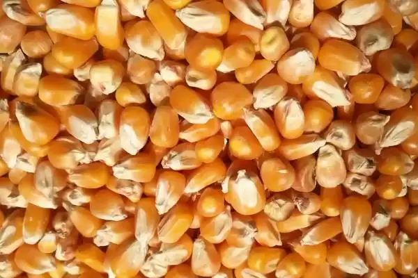 怎么鉴别玉米种子的伪劣(鉴别玉米种子伪劣的方法有哪些)？插图5