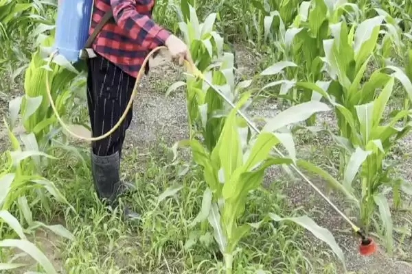 怎么防治玉米丝黑穗病(防治玉米丝黑穗病的方法有哪些)？插图3