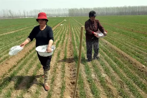 小麦后期喷微肥增产增重:锌肥等微肥要点?插图2 小麦后期喷微肥增产增重:锌肥等微肥要点?插图2
