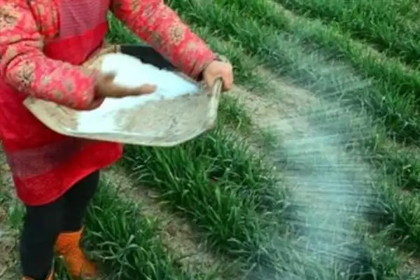 小麦后期喷微肥增产增重:锌肥等微肥要点?插图8 小麦后期喷微肥增产增重:锌肥等微肥要点?插图8