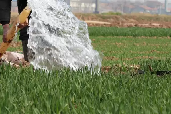 小麦后期喷微肥增产增重:锌肥等微肥要点?插图19 小麦后期喷微肥增产增重:锌肥等微肥要点?插图19