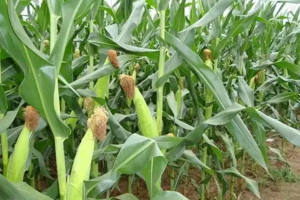 源育13号(源玉658)玉米种子特征特性(源育13号玉米种子特性有哪些)？插图2