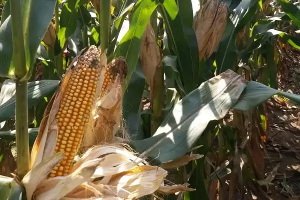 先玉1770玉米种子介绍及播种期要点？插图1