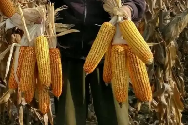 园糯8号玉米种子介绍(园糯8号玉米种子情况如何介绍)?插图3 园糯8号玉米种子介绍(园糯8号玉米种子情况如何介绍)?插图3