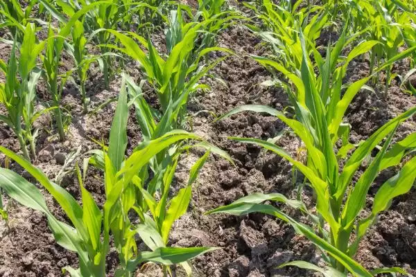 兆育261玉米种子有啥特征特性(兆育261玉米种子黄淮海夏玉米区6月上中旬播种)?插图2 兆育261玉米种子有啥特征特性(兆育261玉米种子黄淮海夏玉米区6月上中旬播种)?插图2