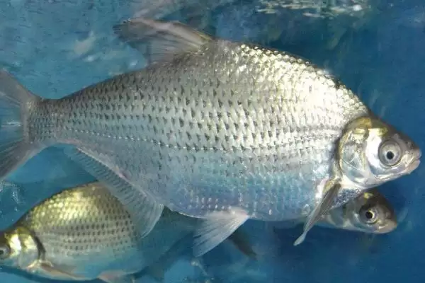 野钓鳊鱼的最佳水深(野钓鳊鱼最佳水深是多少)？插图1