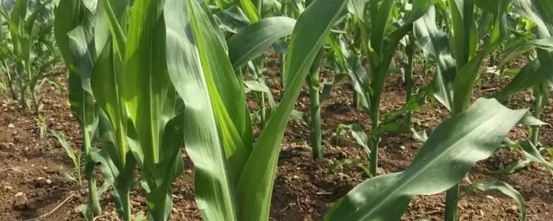 云瑞5号玉米品种简介(云瑞5号玉米品种情况如何简介)?-会东网