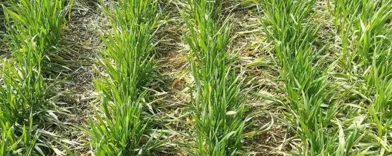 小麦返青发黄原因:脱肥、受冻等原因要点?-会东网