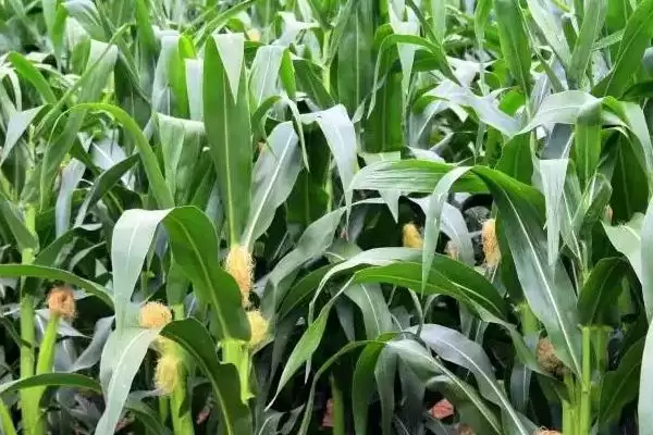 先玉1808玉米种子特征特性及适宜播期?插图1 先玉1808玉米种子特征特性及适宜播期?插图1