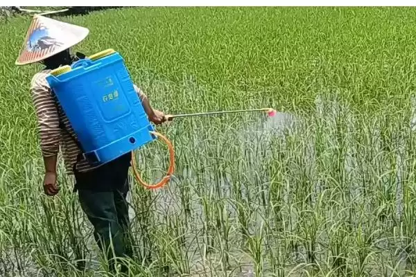 异丙草胺苗后能用吗(异丙草胺苗后能否使用)？插图2