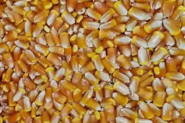 怎么鉴别玉米种子的伪劣(鉴别玉米种子伪劣的方法有哪些)？插图3