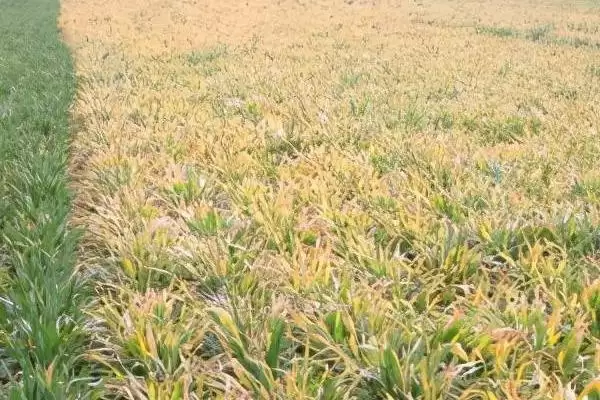 小麦返青发黄原因:脱肥、受冻等原因要点?插图1 小麦返青发黄原因:脱肥、受冻等原因要点?插图1