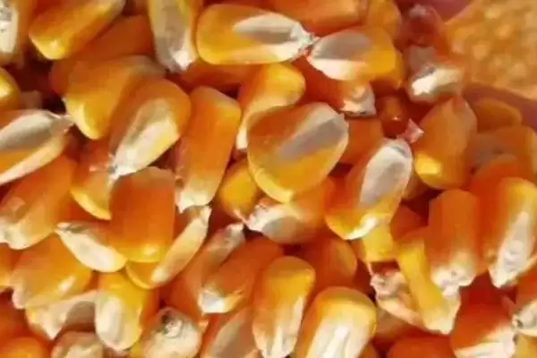 选种在生产中的意义及选出最好种子要点?插图2 选种在生产中的意义及选出最好种子要点?插图2