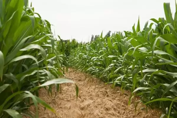 新玉70号玉米品种特性及苗期防治地老虎要点？插图1