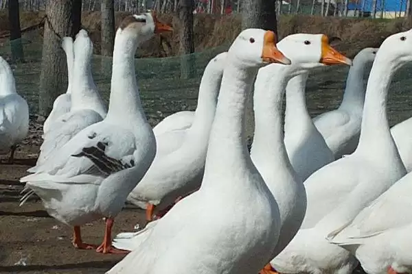 养鹅只吃草会饿死吗(养鹅只吃草是否会饿死)?插图1 养鹅只吃草会饿死吗(养鹅只吃草是否会饿死)?插图1