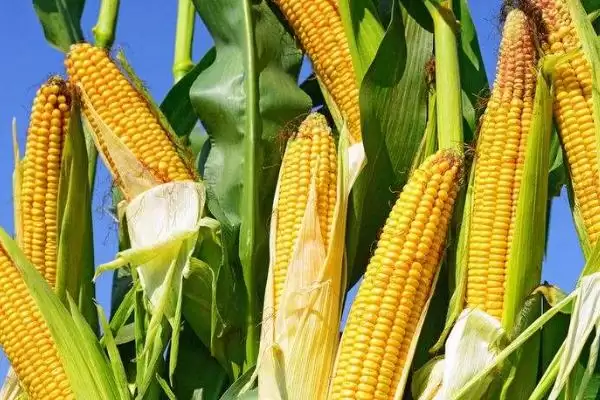 优迪919HZ玉米品种的特性(优迪919HZ玉米品种特性有哪些)？插图1