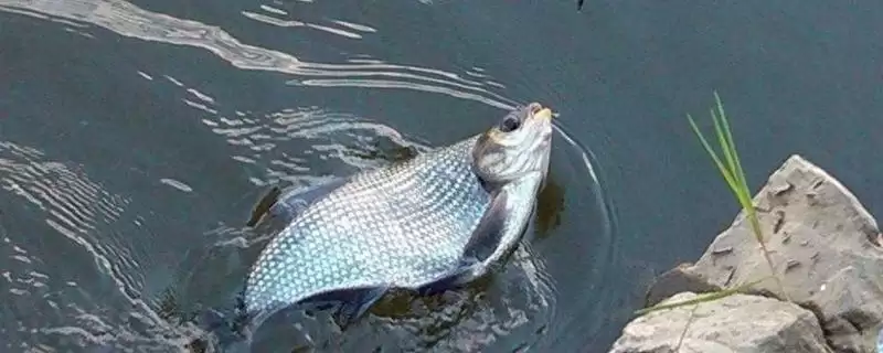 野钓鳊鱼的最佳水深(野钓鳊鱼最佳水深是多少)？-会东网