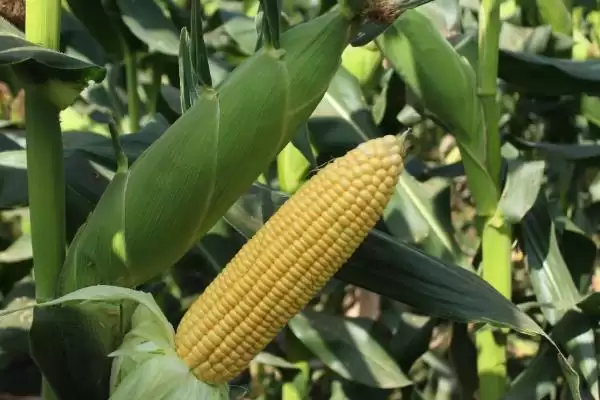 云海2101玉米品种的特性(云海2101玉米品种特性有哪些)?插图2 云海2101玉米品种的特性(云海2101玉米品种特性有哪些)?插图2