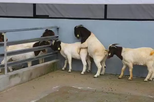 养羊的基本知识(养羊基本知识涵盖哪些方面)?插图3 养羊的基本知识(养羊基本知识涵盖哪些方面)?插图3