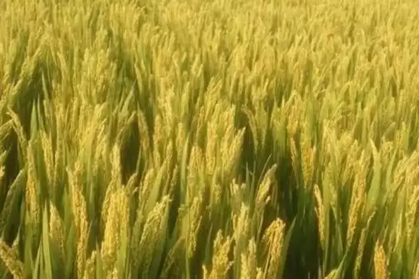 怎样选择适宜的农作物品种,根据市场需求、地理环境、生态条件选择?插图1 怎样选择适宜的农作物品种,根据市场需求、地理环境、生态条件选择?插图1