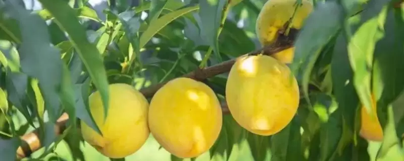 浙江省嘉善县的特产,包括嘉善老酒、姚庄黄桃、六塔鳖等种类?-会东网