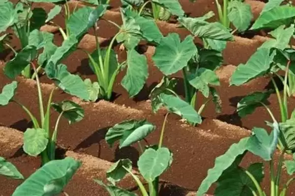 怎样选择适宜的农作物品种,根据市场需求、地理环境、生态条件选择?插图3 怎样选择适宜的农作物品种,根据市场需求、地理环境、生态条件选择?插图3