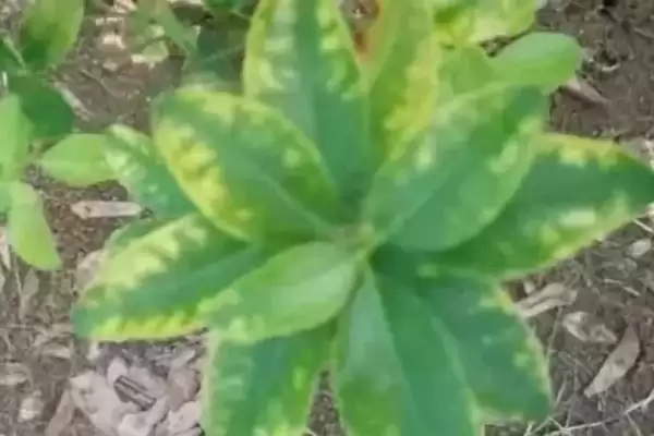 作物缺氮或氮肥过量有啥症状(作物缺氮叶尖褪绿黄化,氮肥过量植株徒长)?插图1 作物缺氮或氮肥过量有啥症状(作物缺氮叶尖褪绿黄化,氮肥过量植株徒长)?插图1