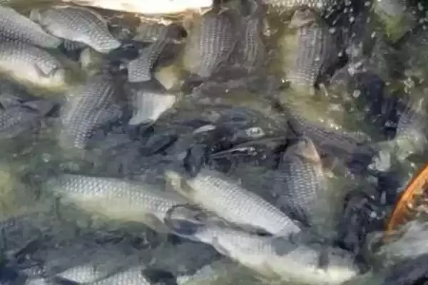 养殖鲫鱼的注意事项(养殖鲫鱼要注意什么)?插图4 养殖鲫鱼的注意事项(养殖鲫鱼要注意什么)?插图4