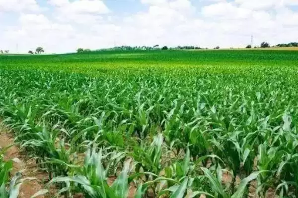 雅玉318玉米种子特征特性及种植密度要点?插图1 雅玉318玉米种子特征特性及种植密度要点?插图1